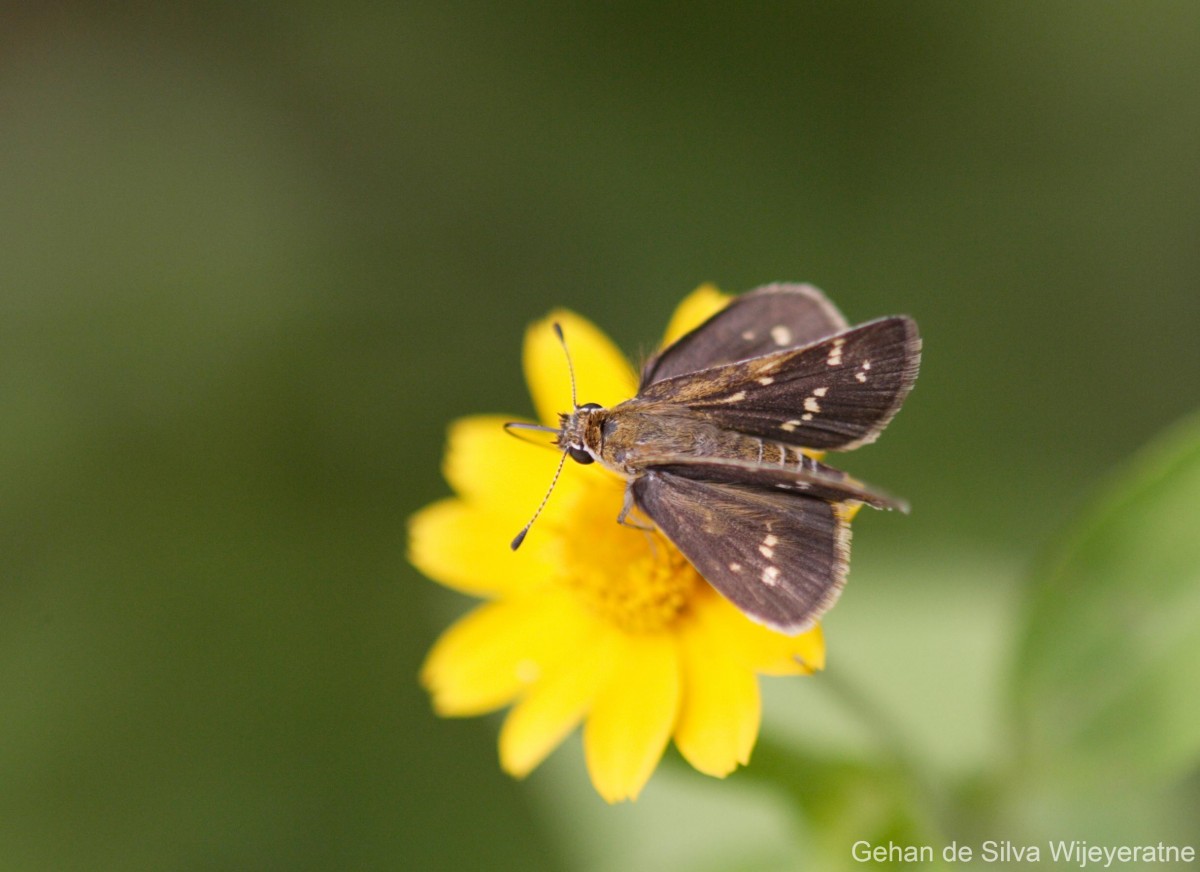 Taractrocera maevius  Fabricius, 1793